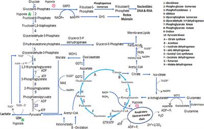 Metabolic Adaptations in Cancer Stem Cells